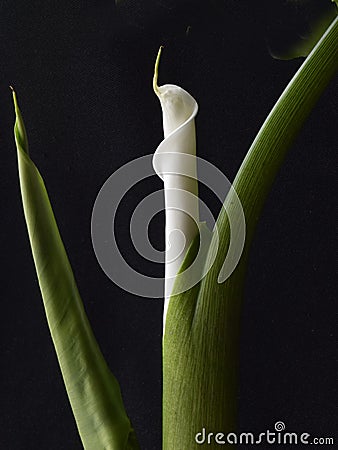 White kallas flower on dark background Stock Photo