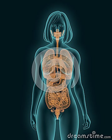 Picture of a woman with a visible internal organs 3d render Stock Photo