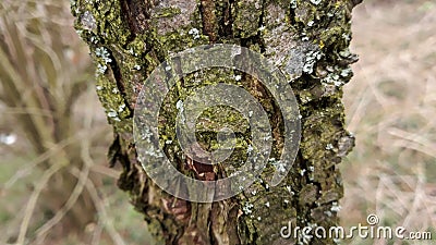 Wood textures in nature Stock Photo