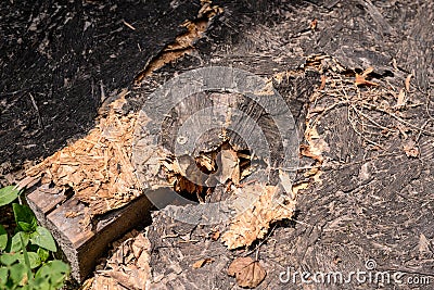 Broken wood ramp in nature Stock Photo