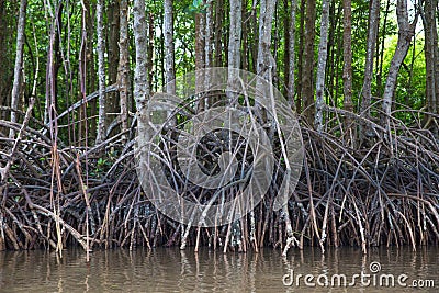 Picture of a wooden walkway to study the nature of the mangrove forest Stock Photo