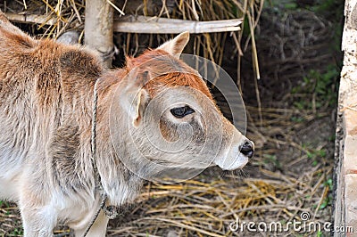 Picture of a young cow with colourful hair in a village in the morning grazing grass.. Stock Photo