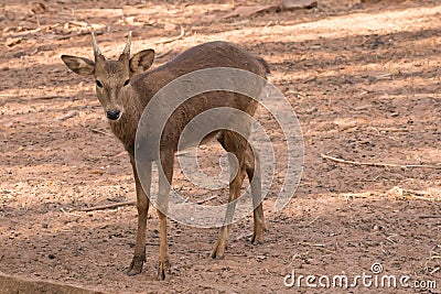 Picture young deer red On brown soil Stock Photo