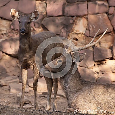 Picture young deer red On brown soil Stock Photo