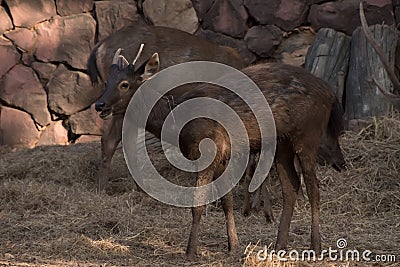 Picture young deer red On brown soil Stock Photo