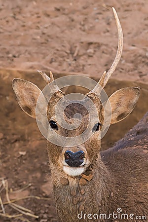 Picture young deer red On brown soil Stock Photo