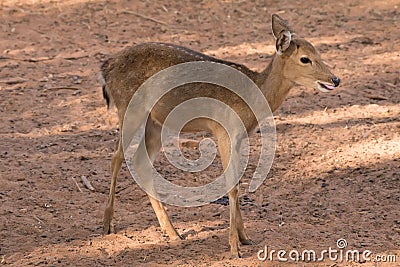 Picture young deer red On brown soil Stock Photo