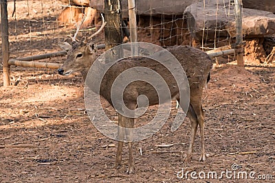 Picture young deer red On brown soil Stock Photo