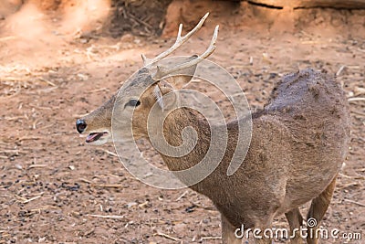 Picture young deer red On brown soil Stock Photo