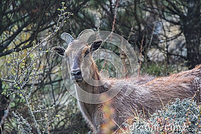 Siberian ibex standing in bushes on a mountainside of Himalayas Stock Photo