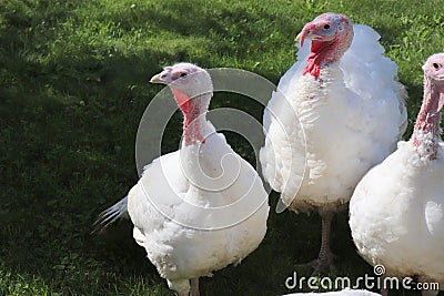 Picture young turkeys in green grass and looking at the camera. Life on a farm. Lights and shadows on a sunny summer day Stock Photo