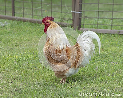 Adult rooster along a road in Ennis, Texas Stock Photo