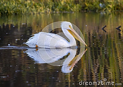 American white pelican swimming in Sunset Bay off Pelican Point in White Rock Lake in Dallas, Texas. Stock Photo