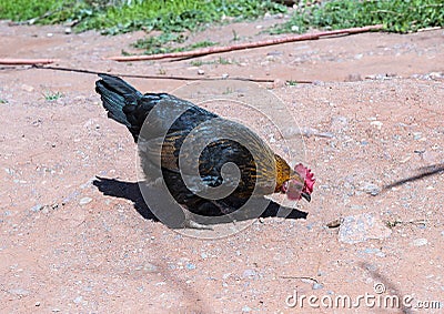 Black copper Marans rooster foraging for food in Morocco. Stock Photo