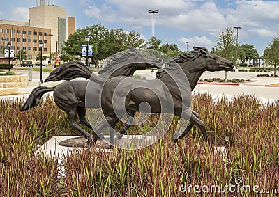 Scupture featuring two bronze horses running through tall grass at the University of Texas at Arlington. Editorial Stock Photo