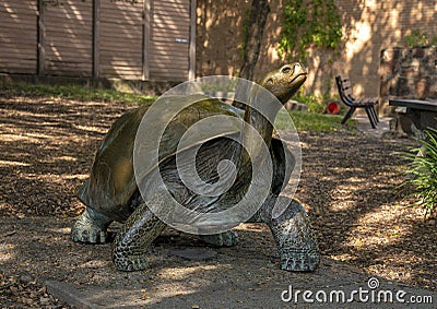 `Galapagos Tortise`, a bronze sculpture by Tom Tischler at the Dallas Zoo in Texas. Editorial Stock Photo