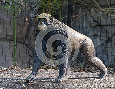 Bronze Chimpanzee walking on the ground at the Dallas City Zoo in Texas. Editorial Stock Photo