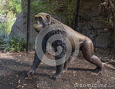 Bronze Chimpanzee walking on the ground at the Dallas City Zoo in Texas. Editorial Stock Photo