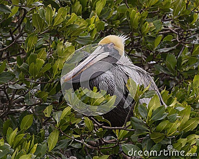 Brown pelican resting in a red mangrove tree in Chokoloskee Bay in Florida. Stock Photo