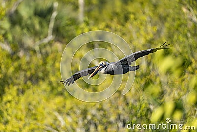 Brown pelican flying over the wetlands beside the Marsh Trail in the Ten Thousand Islands National Wildlife Refuge. Stock Photo