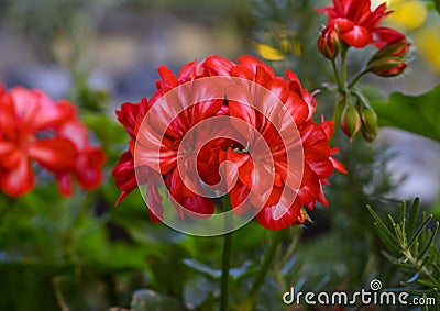 Closeup view of a single red geranium bloom in Camogli, Italy Stock Photo