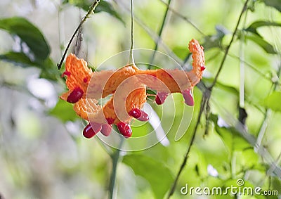 Strange orange flower with red protuberances in the Galapagos, Ecuador. Stock Photo