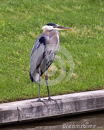 Great Blue heron standing along the edge of a man-made lake in Southlake, Texas. Editorial Stock Photo