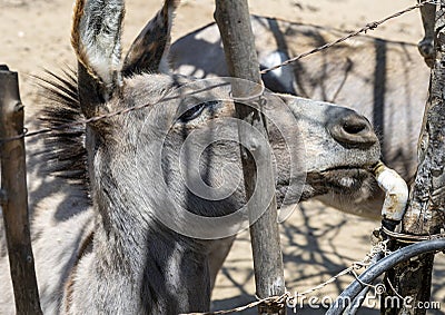 Donkey drinking water at the Sol de Mayo Ecological ranch, part of the Sierra de La Laguna Biosphere Reserve. Stock Photo