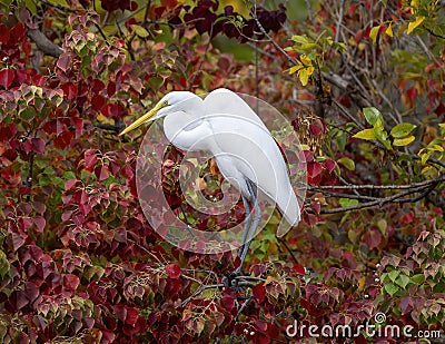 Great egret perched high in a tall tree at the edge of White Rock Lake in Dallas, Texas. Stock Photo