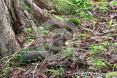 Japanese squirrel in early summer forest Stock Photo