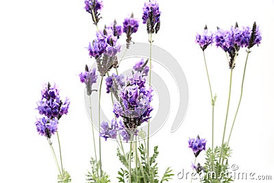 Lavenders in a white background Stock Photo