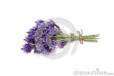 Lavenders in a white background Stock Photo