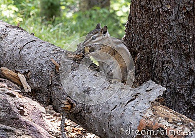 Chipmunk sitting on a log along Royal Elk Trail to Beaver Lake in Beaver Creek, Colorado. Stock Photo