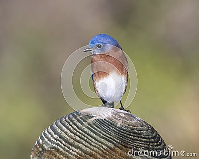 Male eastern bluebird standing atop a wooden pole not far from White Rock Lack in Dallas, Texas. Stock Photo