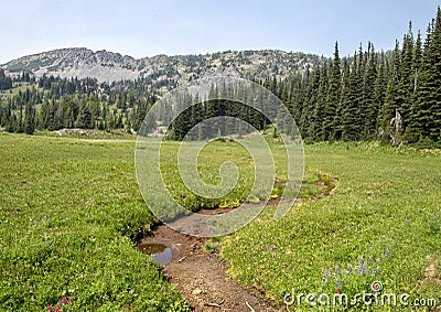 Pictured is a meadow in Mount Rainier National Park, Washington Stock Photo