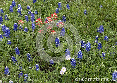 Mixture of Bluebonnets, Indian Paintbrush and Showy Evening Primrose along the Bluebonnet Trail in Ennis, Texas. Stock Photo