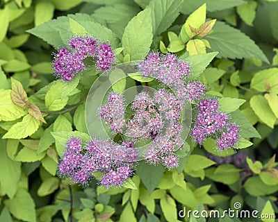 Japanese Meadowsweet, spiraea japonica, growing in a flower bed in Dallas, Texas. Stock Photo