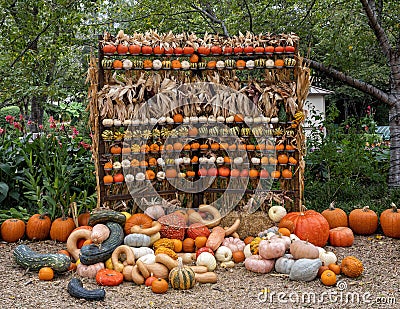 Pumpkins, plants and trees at the Dallas Arboretum in Texas. Stock Photo