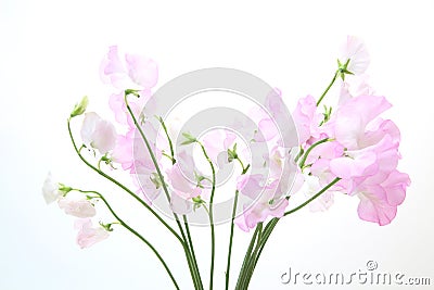 Sweetpea in a white background Stock Photo