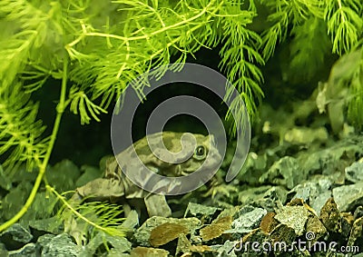 Telmatobius culeus, commonly known as the Titicaca water frog, underwater at the Dallas City Zoo. Stock Photo