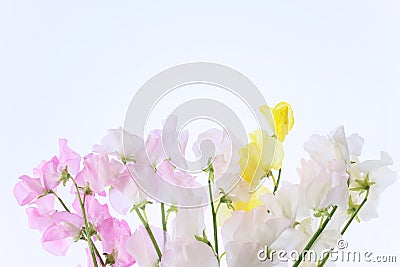 Various color of sweetpea in a white background Stock Photo