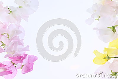 Various color of sweetpea in a white background Stock Photo