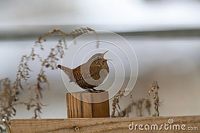 Wren singing on the withered branch Stock Photo