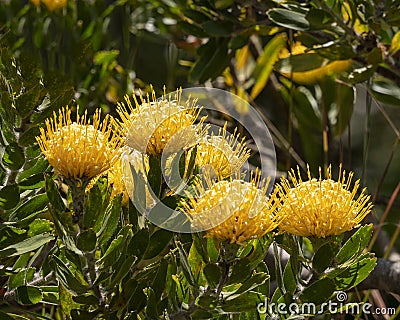 Yellow pincushion protea on the island of Maui in the state of Hawaii. Stock Photo