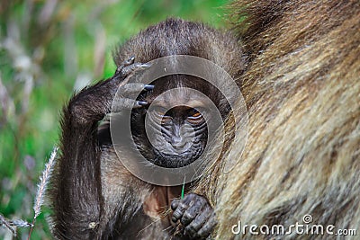 Pictures of Endemic Gelada Baboon Baby living in the Ethiopian Highlands only Stock Photo