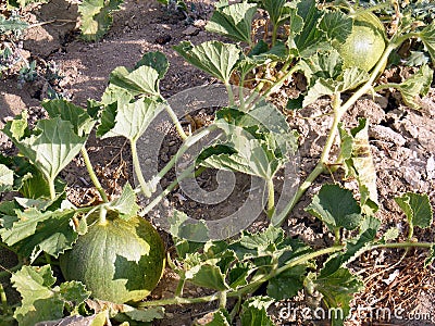 Pictures of melon in the field for commercials of fruit producers Stock Photo