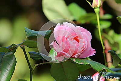 Pictures of nature and flowers in winter in Israel Stock Photo