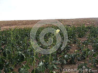 Pictures of okra plant on the field for commercials of fruit producers Stock Photo