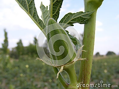 Pictures of okra plant on the field for commercials of fruit producers Stock Photo