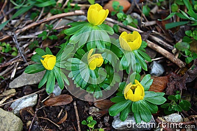 A field with winter aconites Stock Photo